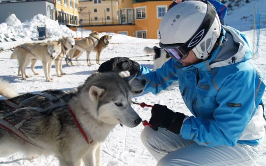 Driving your own dog-sled - in Obertauern you can do this!